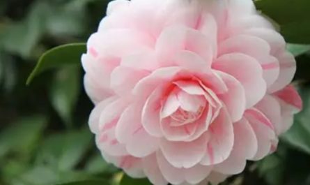 24 Significados Simbólicos de Soñar con Camelias