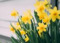 ¿Qué significa soñar con narcisos?