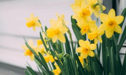 ¿Qué significa soñar con narcisos?