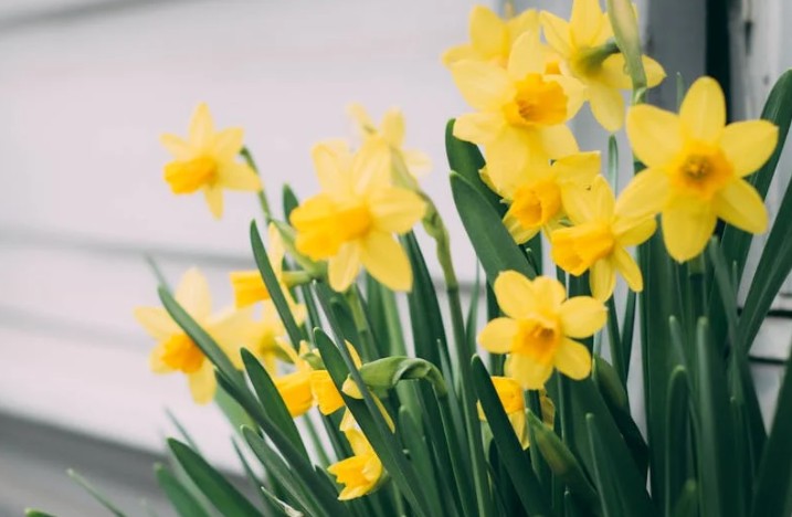 ¿Qué significa soñar con narcisos?