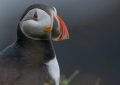¿Qué significa soñar con un pájaro?