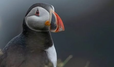 ¿Qué significa soñar con un pájaro?