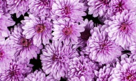 ¿Qué significa soñar con flores de cosmos?