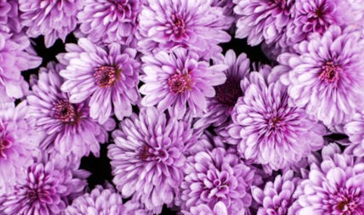¿Qué significa soñar con flores de cosmos?