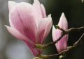 ¿Qué significa soñar con flores de magnolia?