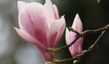 ¿Qué significa soñar con flores de magnolia?