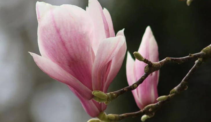 ¿Qué significa soñar con flores de magnolia?