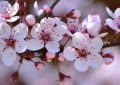 ¿Qué significa soñar con flores de ciruelo?