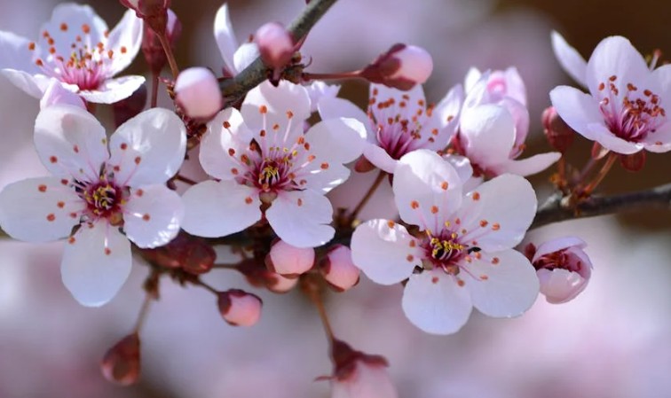 ¿Qué significa soñar con flores de ciruelo?