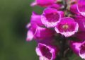 ¿Qué significa soñar con flores floreciendo?