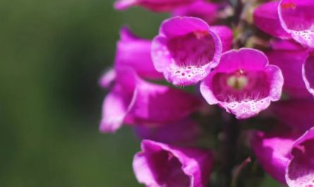 ¿Qué significa soñar con flores floreciendo?