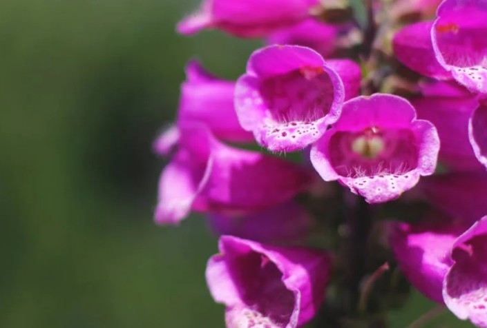 ¿Qué significa soñar con flores floreciendo?