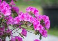 ¿Qué significa soñar con azaleas?