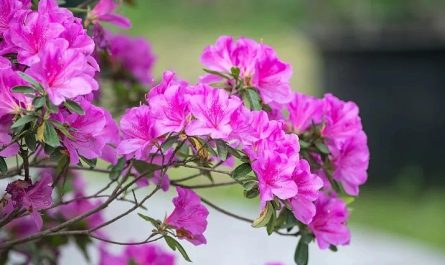 ¿Qué significa soñar con azaleas?