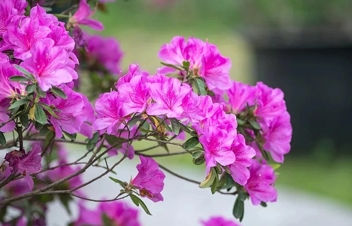 ¿Qué significa soñar con azaleas?