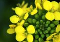 ¿Qué significa soñar con flores de colza?
