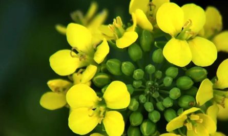 ¿Qué significa soñar con flores de colza?