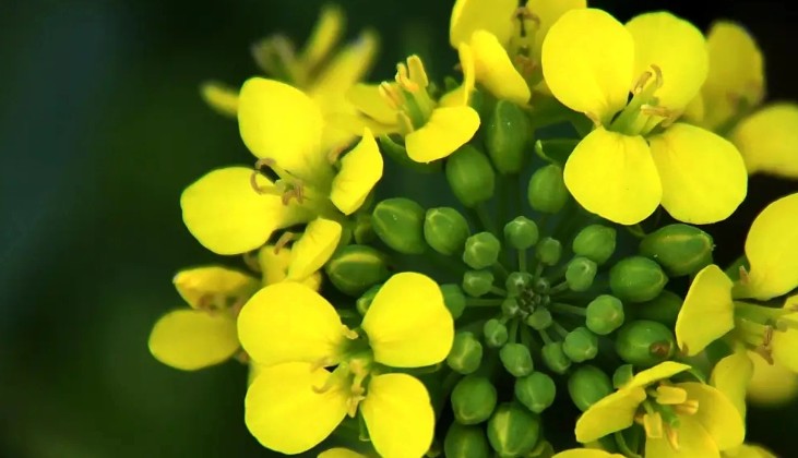 ¿Qué significa soñar con flores de colza?