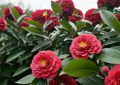 ¿Qué significa soñar con camelias?