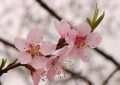 ¿Qué significa soñar con flores de melocotonero?