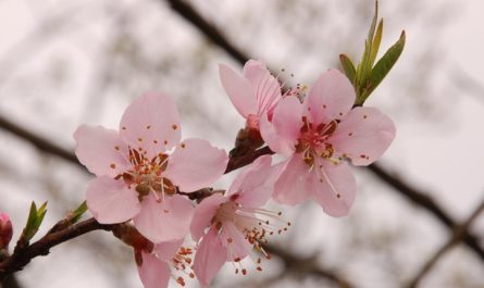 ¿Qué significa soñar con flores de melocotonero?