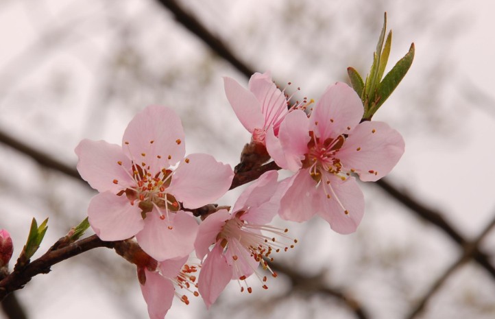 ¿Qué significa soñar con flores de melocotonero?