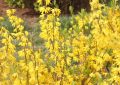 ¿Qué significa soñar con flores de forsitia?