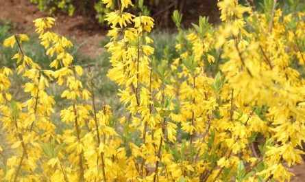 ¿Qué significa soñar con flores de forsitia?