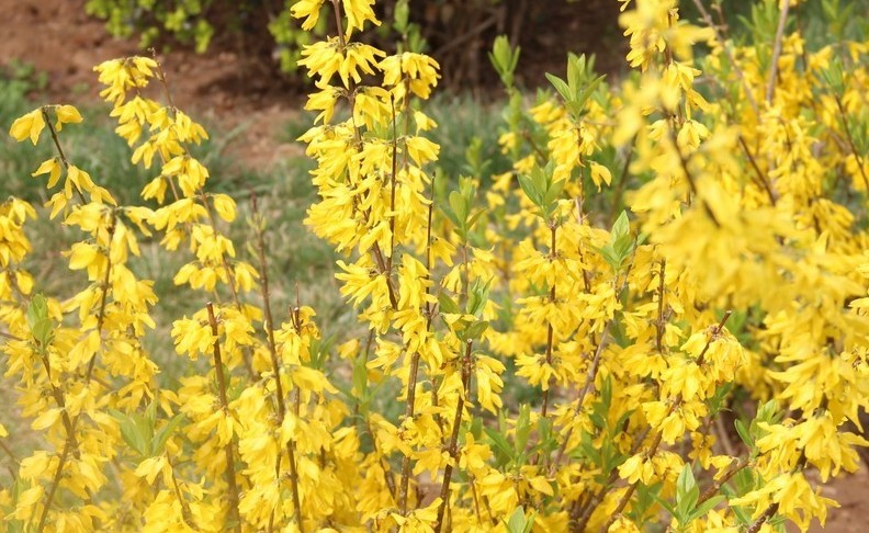 ¿Qué significa soñar con flores de forsitia?