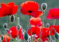 ¿Qué significa soñar con amapolas?