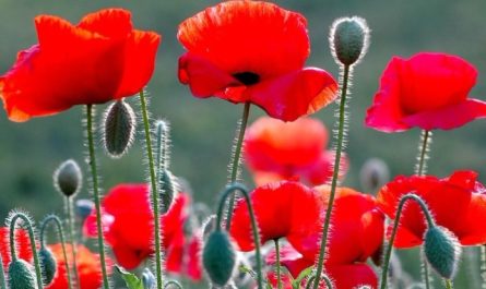 ¿Qué significa soñar con amapolas?