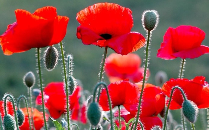 ¿Qué significa soñar con amapolas?