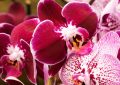 ¿Qué significa soñar con orquídeas?