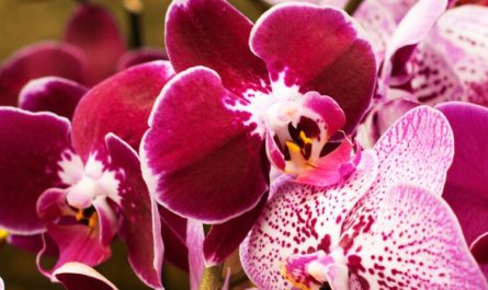 ¿Qué significa soñar con orquídeas?