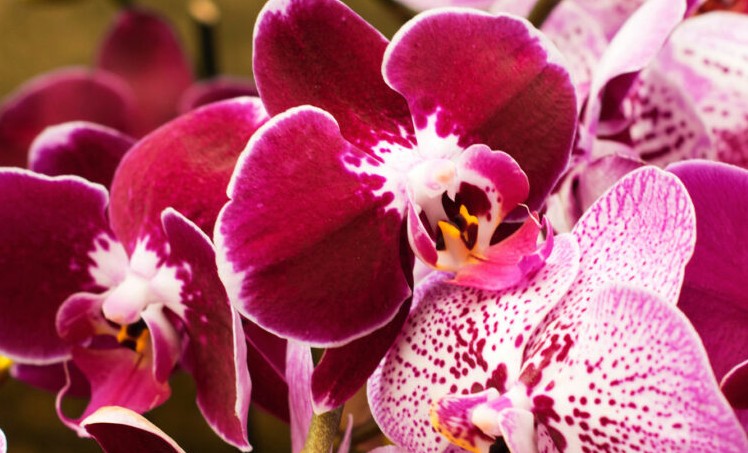 ¿Qué significa soñar con orquídeas?