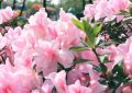 ¿Qué significa soñar con azaleas?