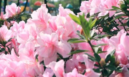 ¿Qué significa soñar con azaleas?