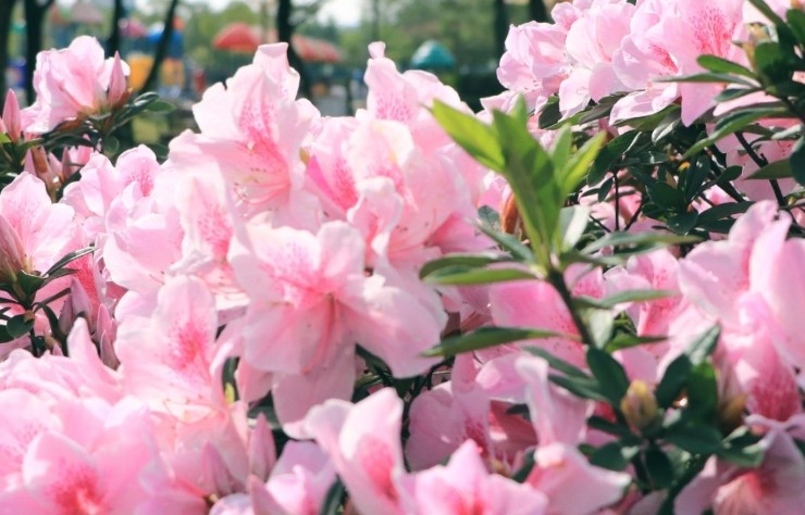 ¿Qué significa soñar con azaleas?