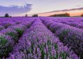 ¿Qué significa soñar con lavanda?