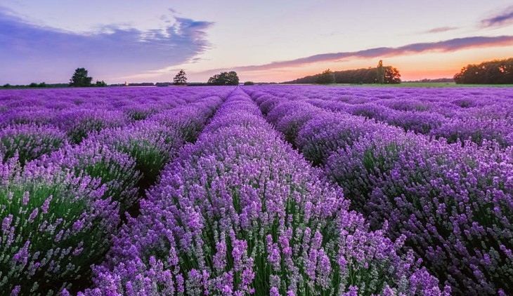 ¿Qué significa soñar con lavanda?