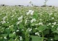 ¿Qué significa soñar con flores de trigo sarraceno?