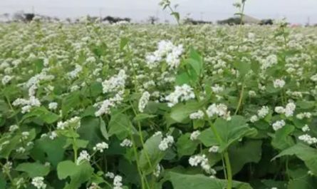 ¿Qué significa soñar con flores de trigo sarraceno?