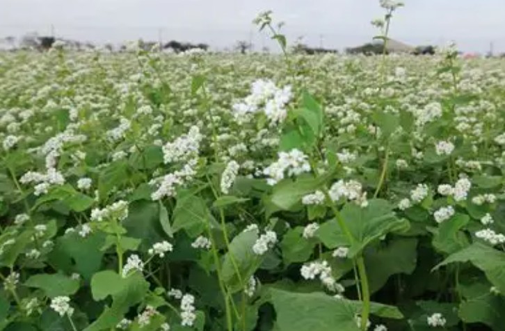 ¿Qué significa soñar con flores de trigo sarraceno?