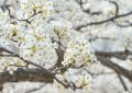 ¿Qué significa soñar con flores de peral?