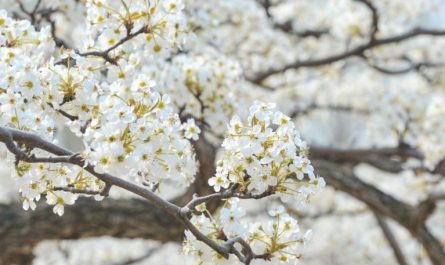 ¿Qué significa soñar con flores de peral?