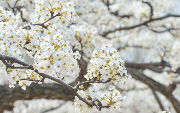 ¿Qué significa soñar con flores de peral?
