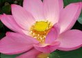 ¿Qué significa soñar con una flor de loto?
