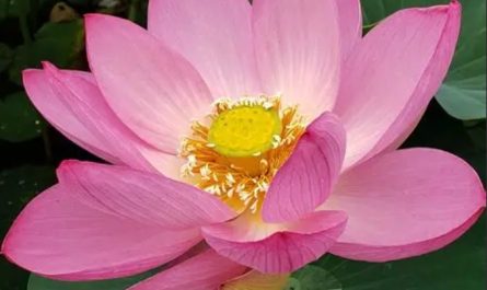 ¿Qué significa soñar con una flor de loto?