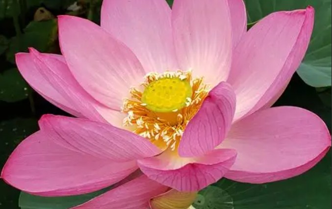 ¿Qué significa soñar con una flor de loto?